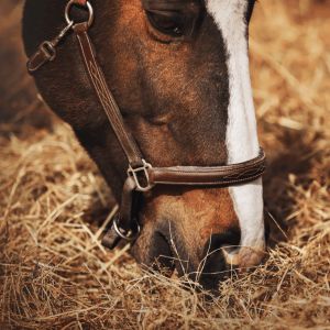Pferd frisst Heu und Stroh vom Boden