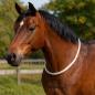 Preview: Halsring für Pferde Horseman Neck Rope von Western Imports am Pferd
