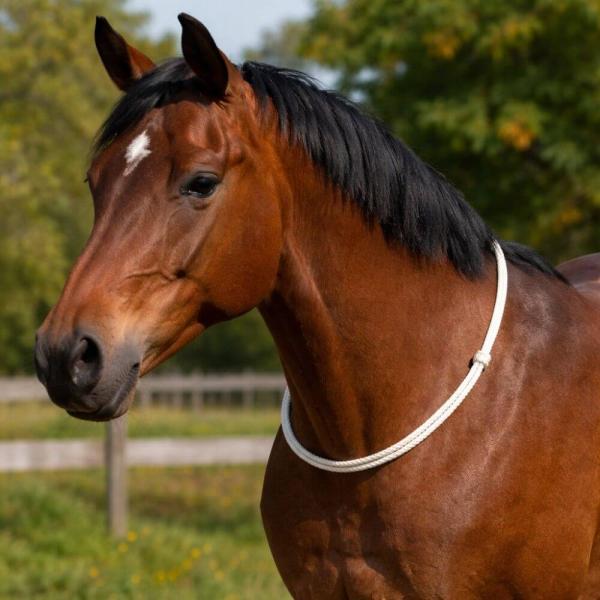 Halsring für Pferde Horseman Neck Rope von Western Imports am Pferd