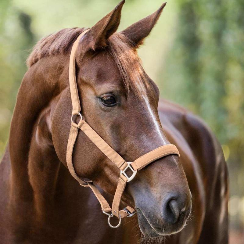 Pferd mit Waldhausen Halfter Satin weich unterlegt für hohen Tragekomfort