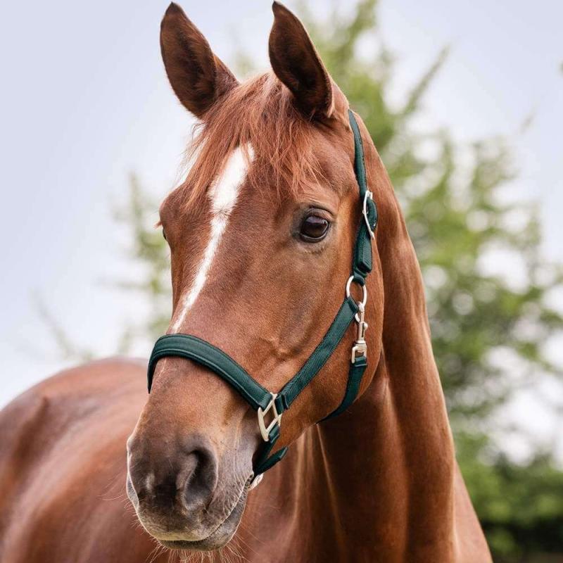 Pferd trägt Waldhausen Halfter Satin weich unterlegt für empfindliche Pferde
